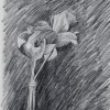 Still Life with Tulips