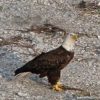Eagle below my house