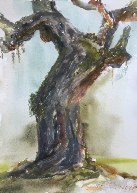 Watercolor study of a very old live oak tree on Jekyll Island in Georgia