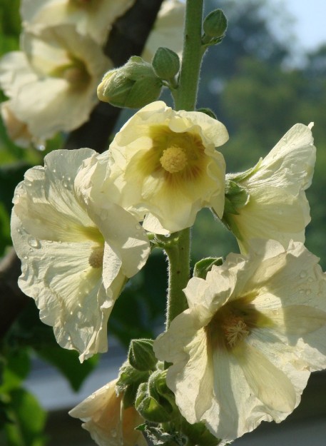 Hollyhocks