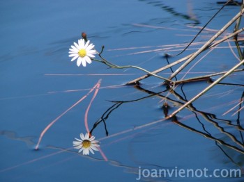 1000x625Vienot-AsterReflected-photo