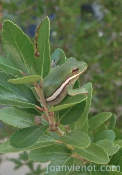 1000x625Vienot-TreeFrog-photo - print 7.75 width