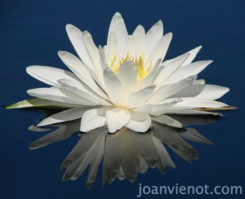 1000x625Vienot-WaterLily-photo2