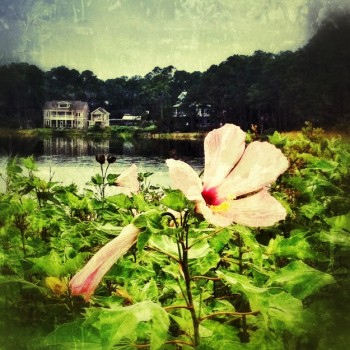 Photograph of hibiscus at Oyster Lake in Santa Rosa Beach, FL