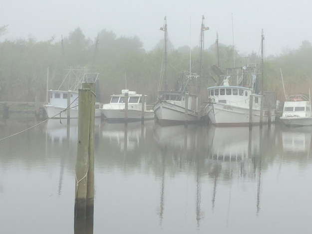 Scipio Fog Photo